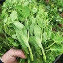 Pea Seeds for Microgreens, 15g Per Bag