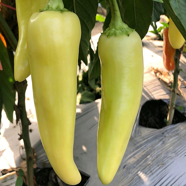 Baifeicui Pepper Seeds, 0.5g