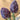 Purple Artichoke, 5 Seeds
