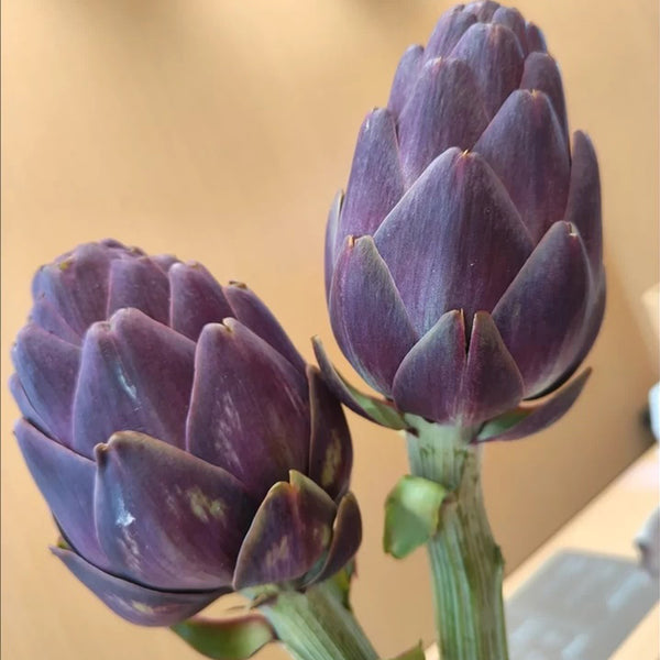 Purple Artichoke, 5 Seeds