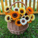 Double Cape Daisy Mixed Colors, 200 Seeds