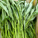 Bamboo Leaf Water Spinach Seeds, 30g