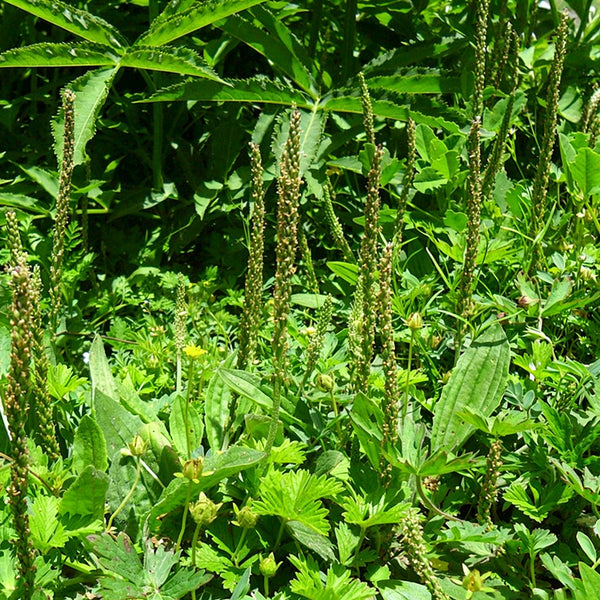 Common Plantain Seeds, 1 gram ≈ 1500 Seeds