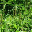 Common Plantain Seeds, 1 gram ≈ 1500 Seeds
