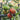 Colorful Roman Fruit Tomato, 100 Seeds