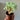 TD002 Pelargonium appendiculatum, 1 Dormant Tuber