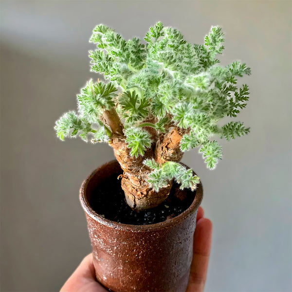 TD002 Pelargonium appendiculatum, 1 Dormant Tuber
