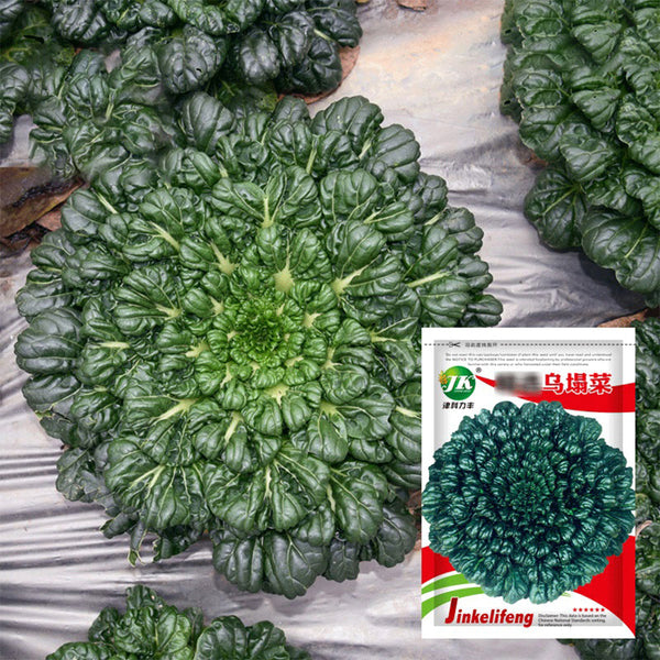 Wutacai, Black Cabbage Seeds, 5 × 5g Bags