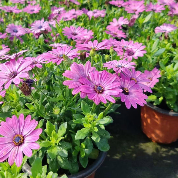 Pink African Daisy, 50 Seeds