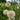 Giant Salsify, 50 Seeds