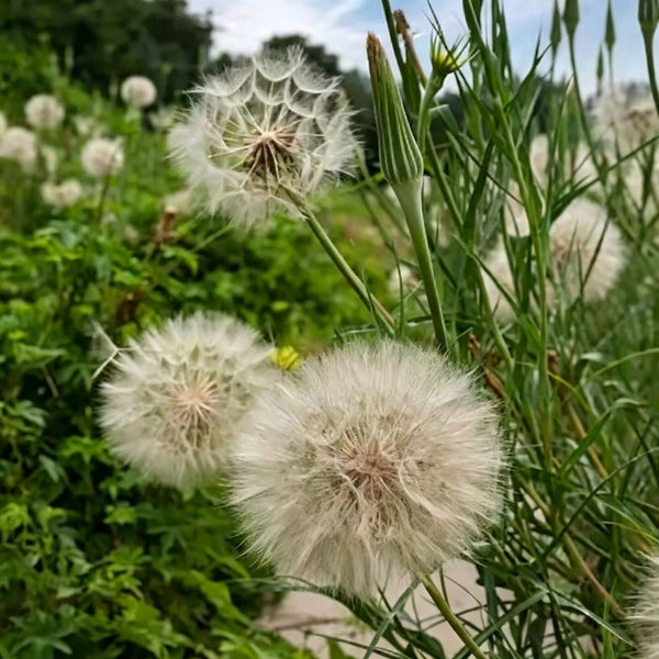 Giant Salsify, 50 Seeds