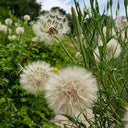 Giant Salsify, 50 Seeds