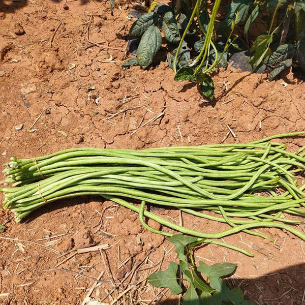 'Jiangshan Xiuli' Cowpea Seeds, 100g