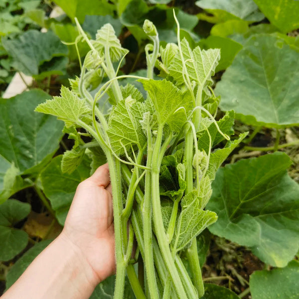 Tasty Pumpkin Shoots Seeds, 20g