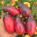 1082 Wild Eggplant Tomato, 5 Seeds