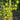 910 Andean Green Cherry Tomato, 5 Seeds