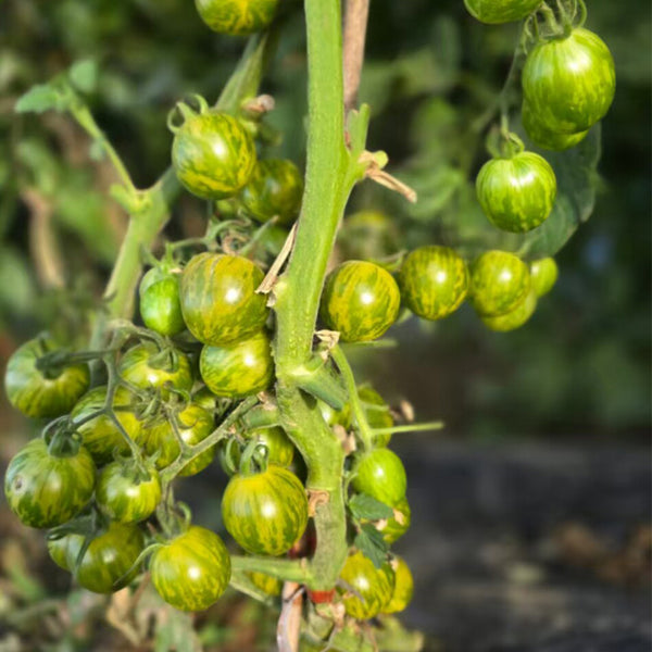 910 Andean Green Cherry Tomato, 5 Seeds