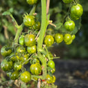910 Andean Green Cherry Tomato, 5 Seeds