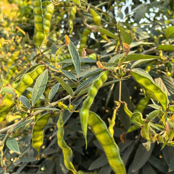 Pigeon Pea Seeds, 50 Seeds