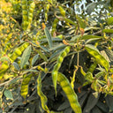 Pigeon Pea Seeds, 50 Seeds