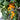 Mini Yellow Sweet Pepper, 10 Seeds