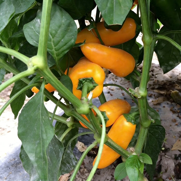 Mini Yellow Sweet Pepper, 10 Seeds