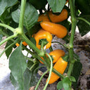 Mini Yellow Sweet Pepper, 10 Seeds