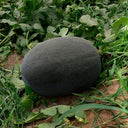 'Black Tyrant' Super-sweet Watermelon Seeds