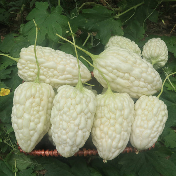 Apple-Type Bitter Melon Seeds, 5 Seeds
