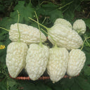 Apple-Type Bitter Melon Seeds, 5 Seeds