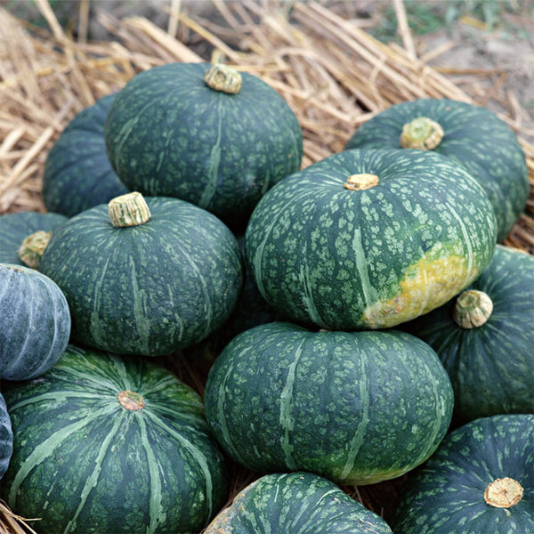 Chinese Pumpkin Seeds, 10g