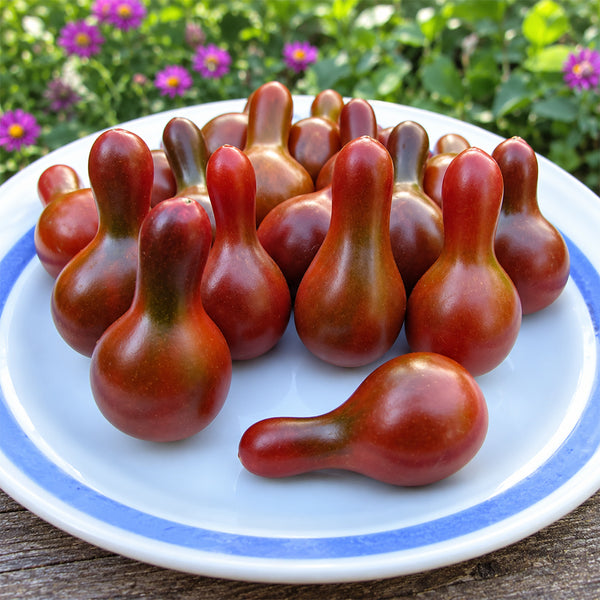 135 Cafe Bule Tomato, 5 Seeds