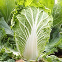 'Jiaoyan Qiubao' Chinese Cabbage Seeds, 10g