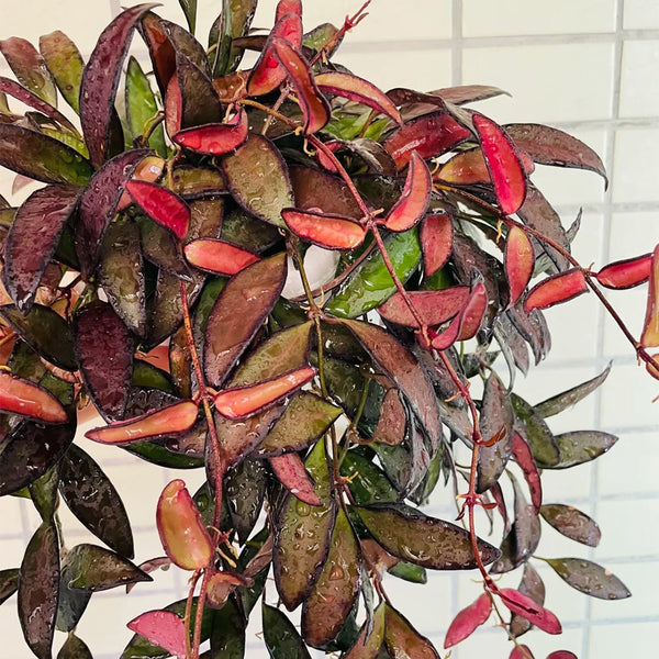 Hoya rosita, 5 Cuttings