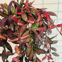 Hoya rosita, 5 Cuttings