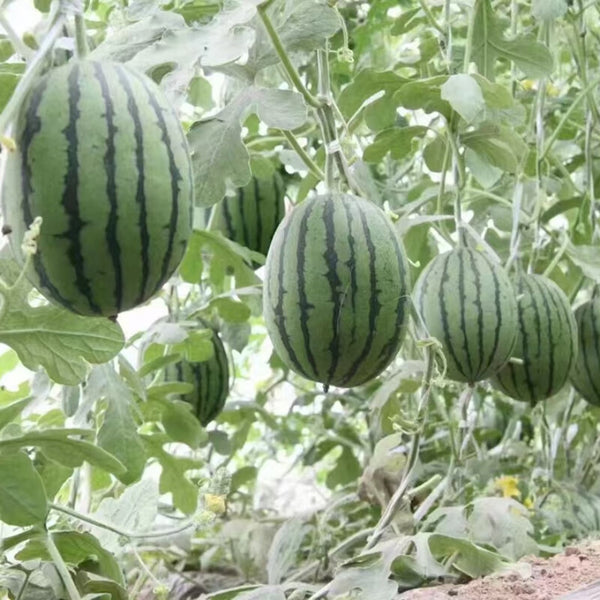 'Super Sweet 2K' Watermelon Seeds, 10 Seeds