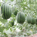 'Super Sweet 2K' Watermelon Seeds, 10 Seeds