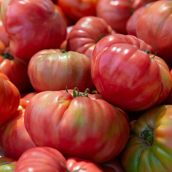 Pink Brandywine Tomato, 10 Seeds