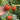 Red BeiBei Pumpkin Seeds, 5 Seeds