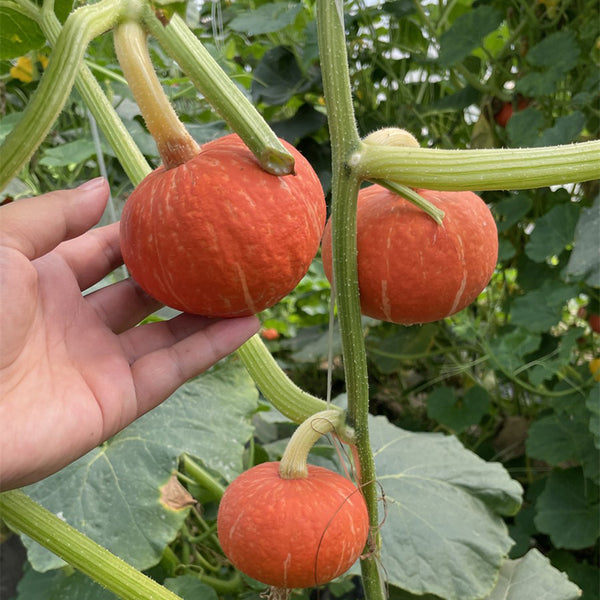 Red BeiBei Pumpkin Seeds, 5 Seeds