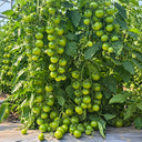 125 Gobstopper Tomato, 5 Seeds