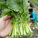 Lvyou No.10 Youcaitai Seeds, 10g