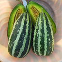 Extremely Sweet Melon Seeds