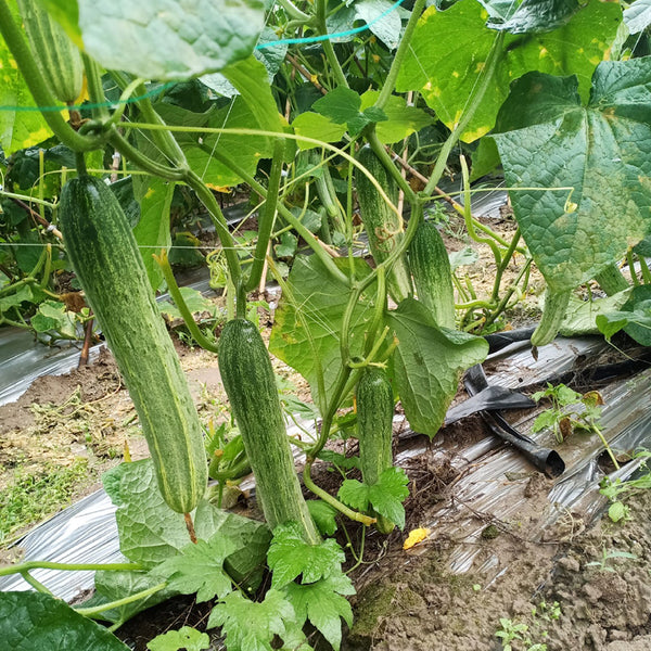 Yanbai No.7 White Cucumber Seeds, 10g