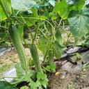 Yanbai No.7 White Cucumber Seeds, 10g