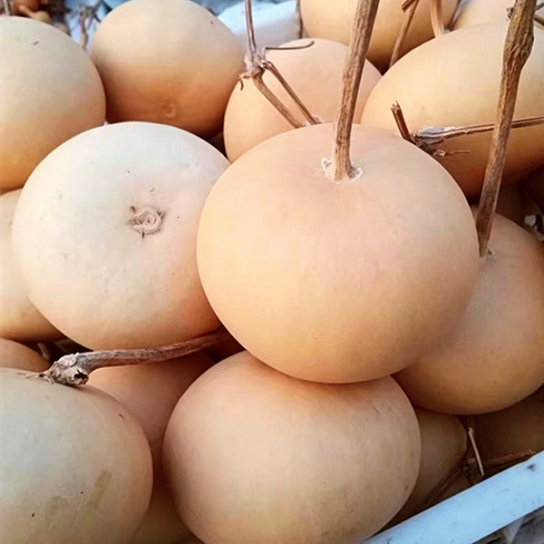 Small Apple Gourd, 10 Seeds