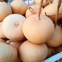 Small Apple Gourd, 10 Seeds