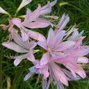 Sprenger's Surprise Lily, 3 Bulbs