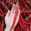 Erjingtiao Pepper Seeds, 1g