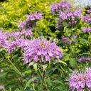 Monarda didyma Seeds, 100 Seeds